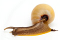 Limicolaria martensiana Kampala, Uganda without stripes adult